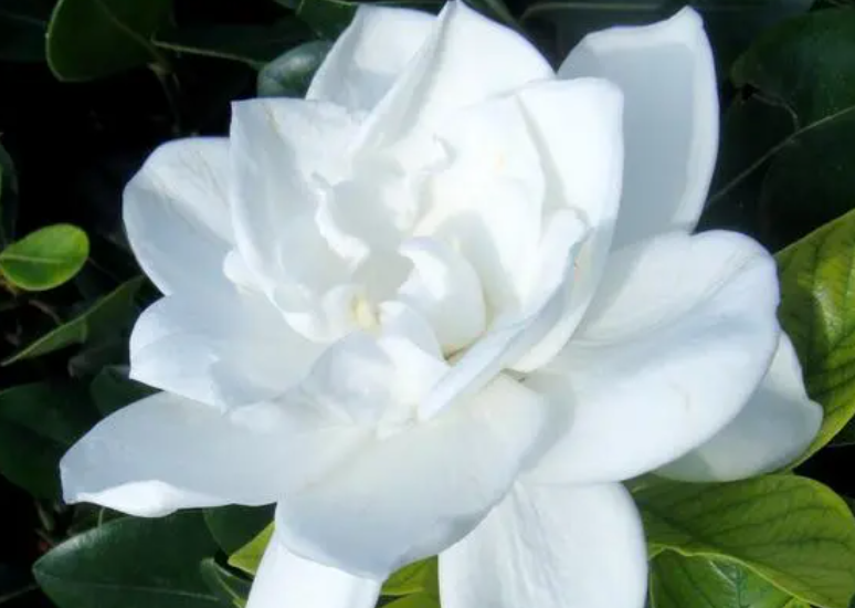 栀子花打顶时间及方法步骤是什么