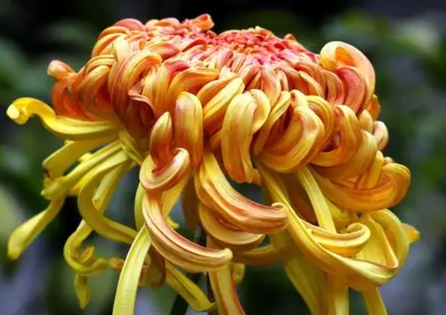 菊花打顶时间及方法步骤是什么