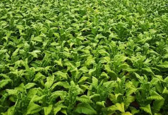 烟草打顶时间及方法步骤是什么