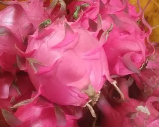 火龙果什么季节种植合适