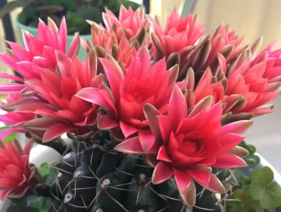 绯花玉施什么肥最好