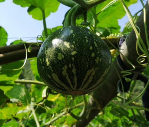 南瓜什么季节种植合适