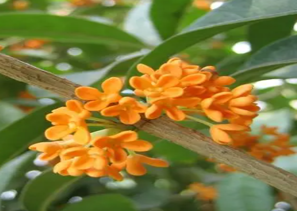 桂花树用什么肥料好