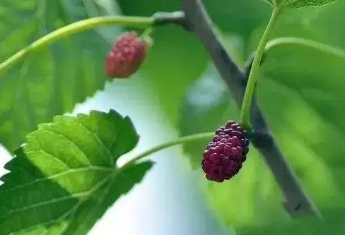 桑树用什么肥料好