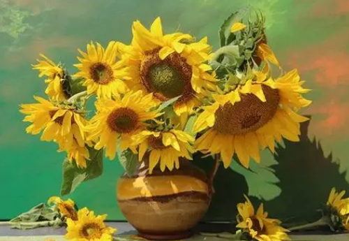 向日葵什么季节种植好
