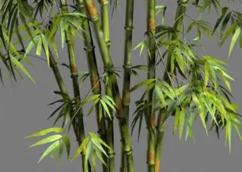 家里养的竹子用什么肥料最好