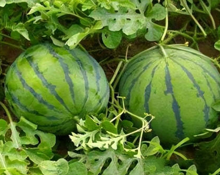 西瓜用什么肥料好
