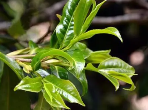 茶树用什么肥料好