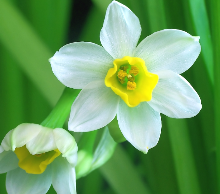 水仙花水培好还是土培好