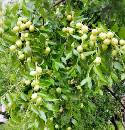 枣树用什么肥料好