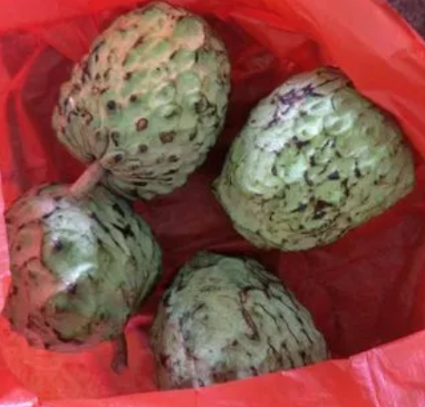 释迦摩尼果籽可以种吗