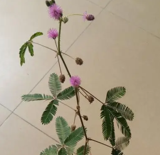 含羞草怕晒吗 怕阳光晒吗