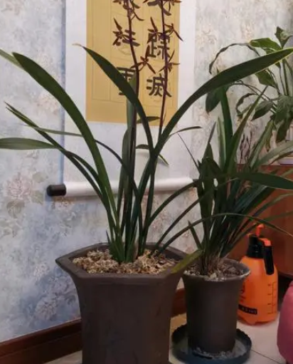 墨兰什么季节种植好