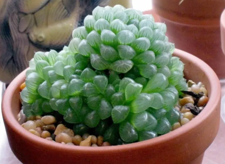 多肉什么季节种植好