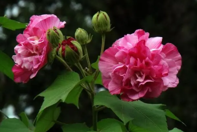 芙蓉花怕晒吗 怕阳光晒吗