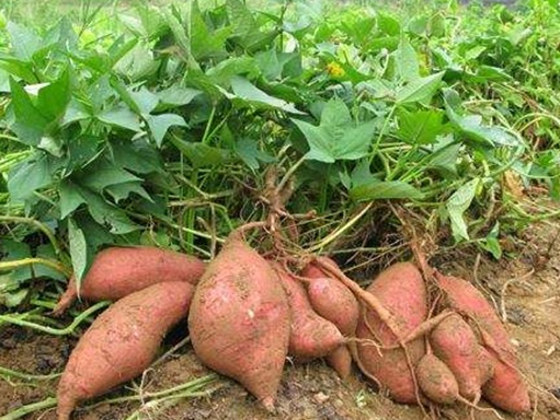 种地瓜用什么肥料最好