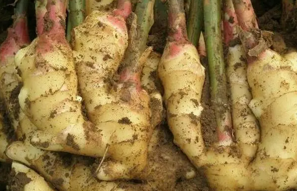生姜用什么肥料好