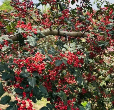 花椒树用什么肥料好