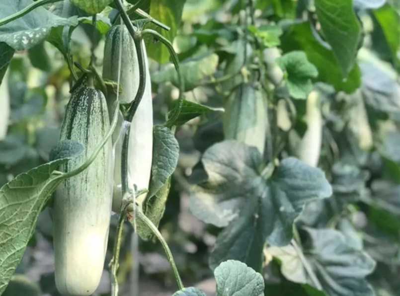 羊角蜜用什么肥料好