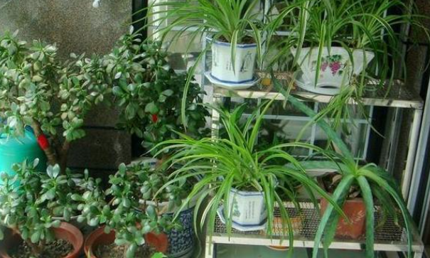 盆栽植物用什么肥料好