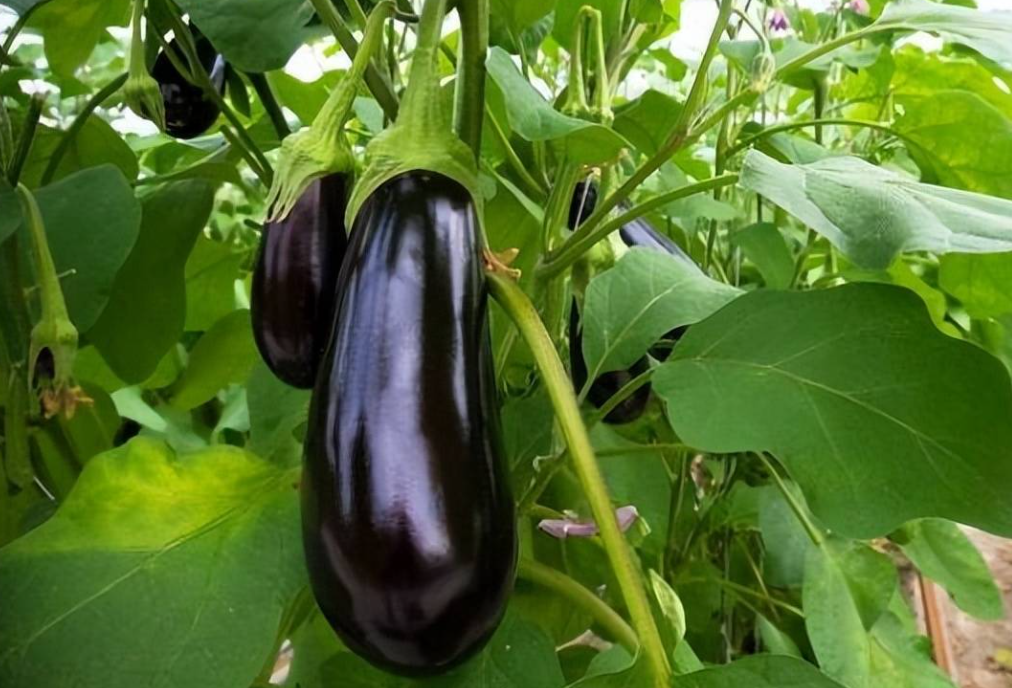 茄子喜水吗 属于喜水植物吗