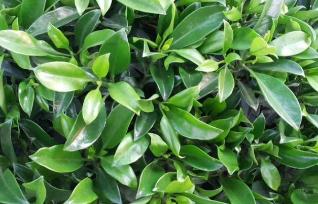 非洲茉莉用什么肥料好