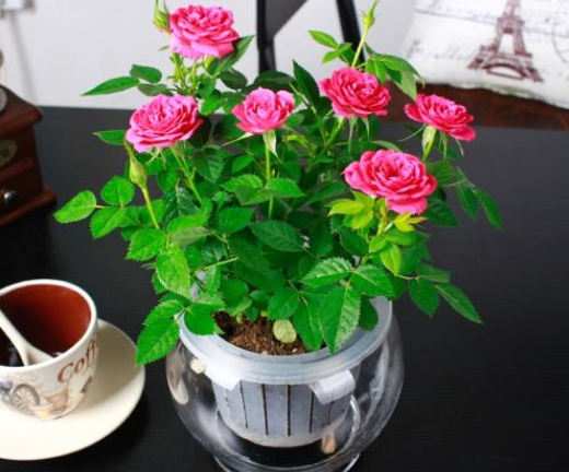 月季花水培好还是土培好