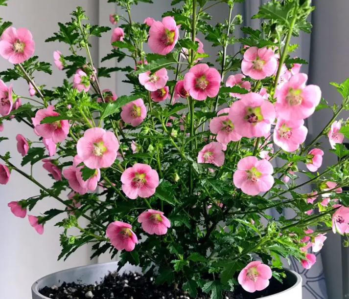 小木槿喜水吗 属于喜水植物吗