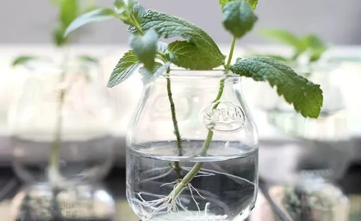 柠檬薄荷水培好还是土培好
