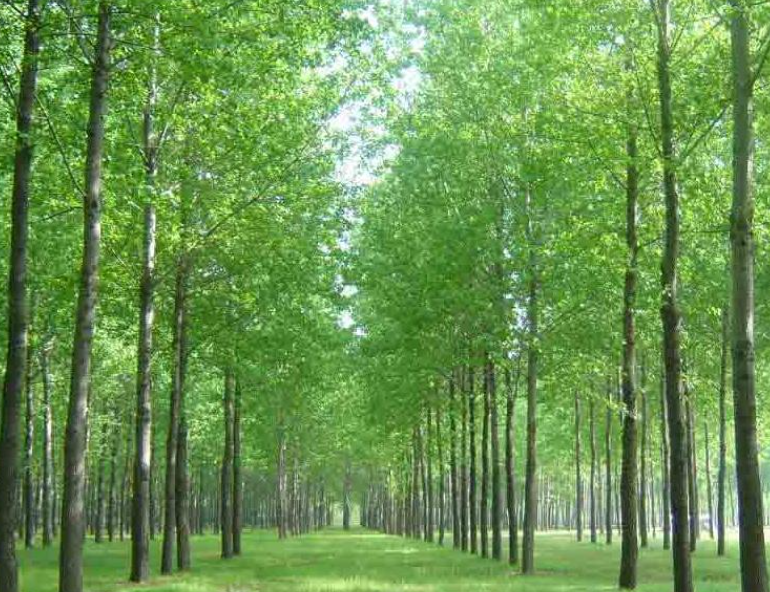 杨树喜水吗 属于喜水植物吗
