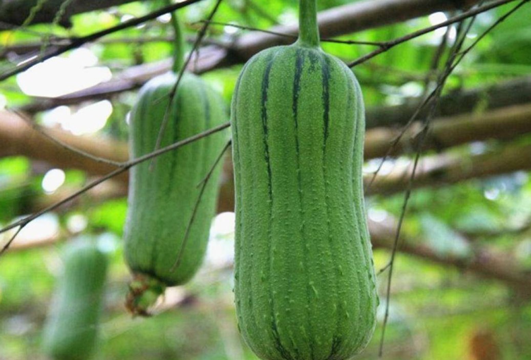 丝瓜喜水吗 属于喜水植物吗