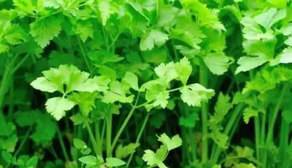香菜用什么肥料最好