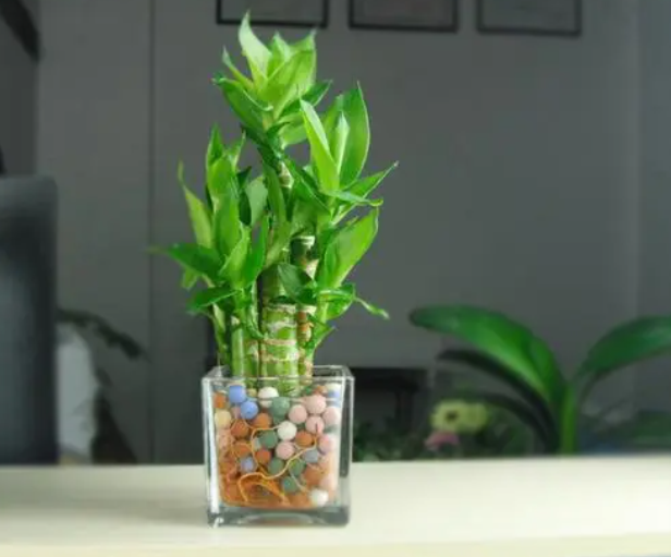莲花竹水培好还是土培好