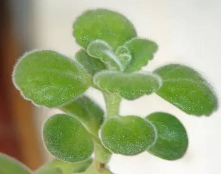 碰碰香水培好还是土培好