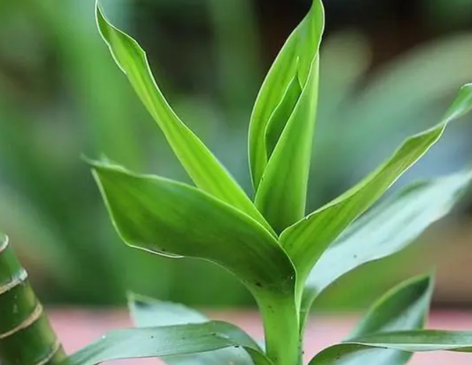 观音竹水培好还是土培好
