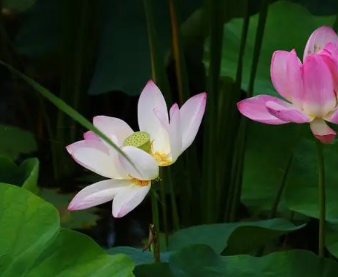 荷花竹水培好还是土培好