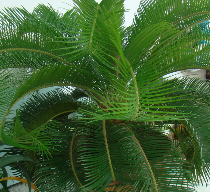 铁树喜水吗 属于喜水植物吗