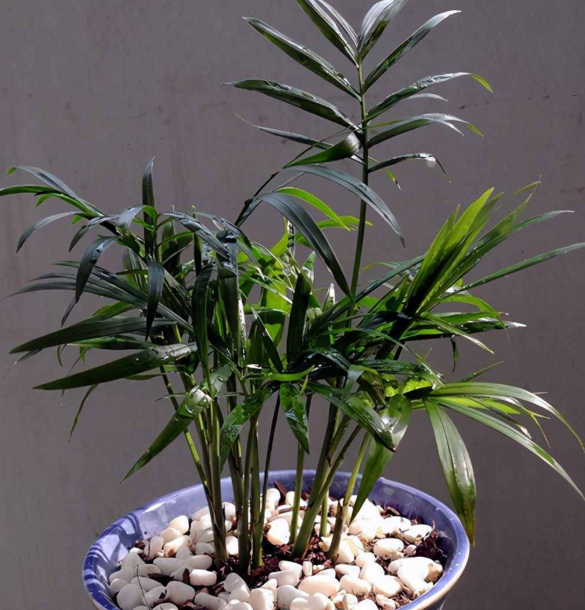 袖珍椰子水培好还是土培好