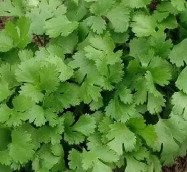 香菜喜水吗 属于喜水植物吗