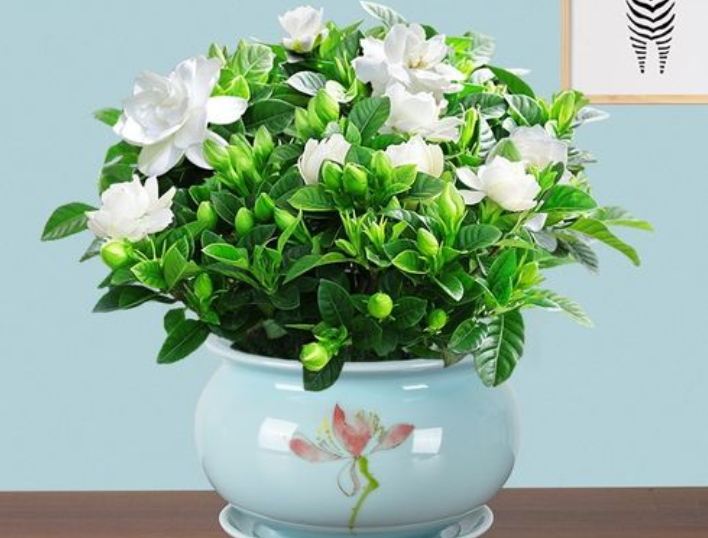 栀子花水培好还是土培好