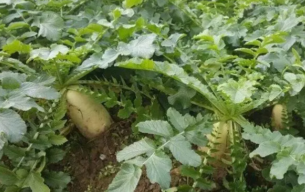 种萝卜用什么肥料最好