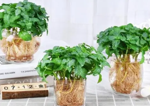 驱蚊草水培好还是土培好