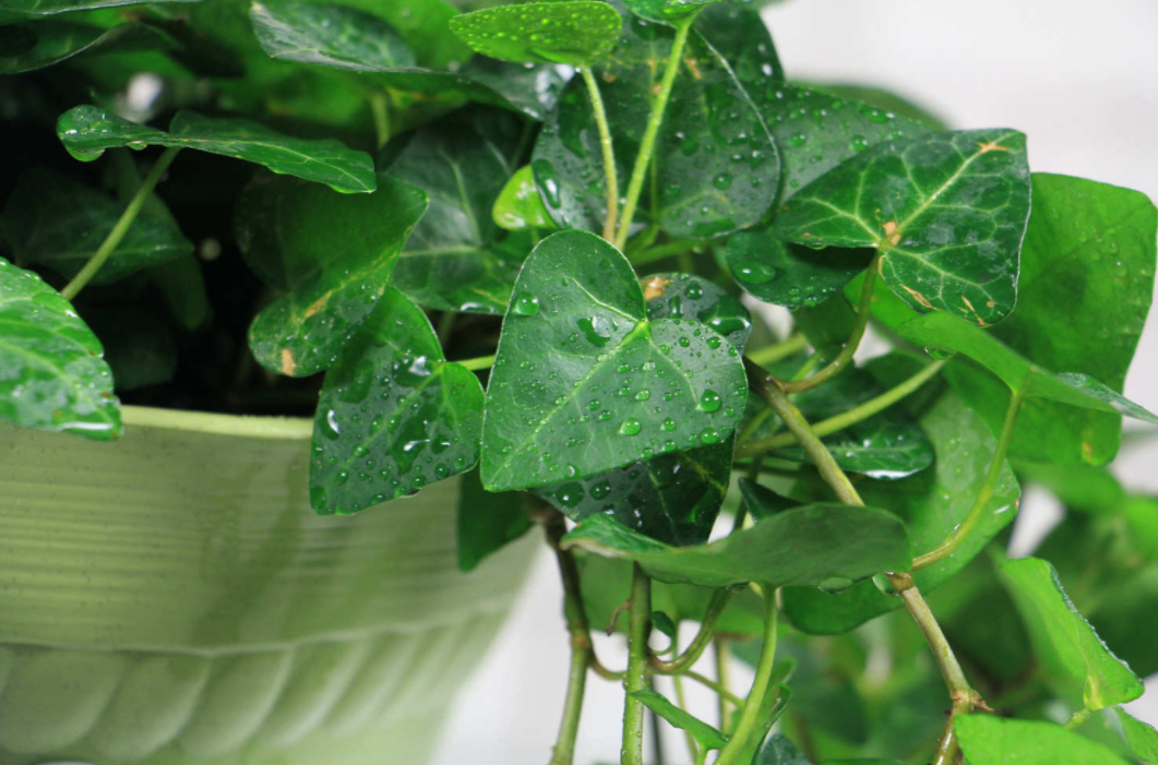 常春藤喜水吗 属于喜水植物吗