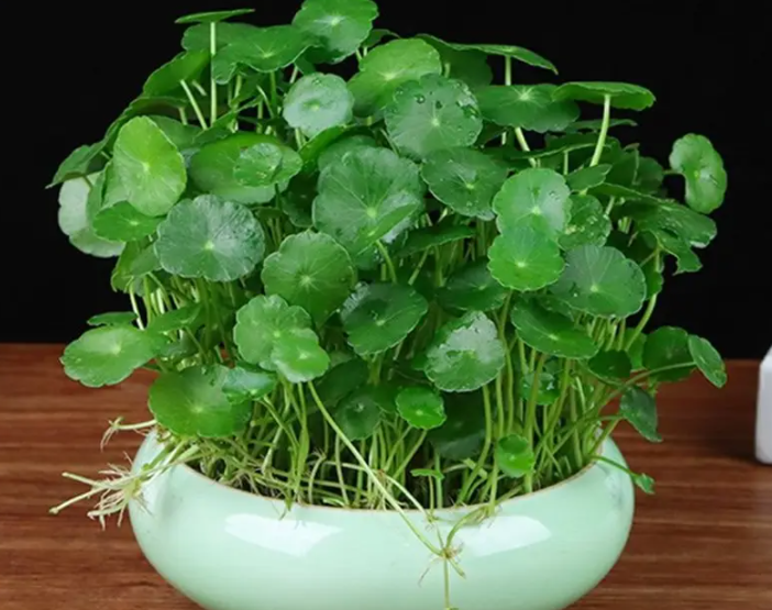 金钱草水培好还是土培好