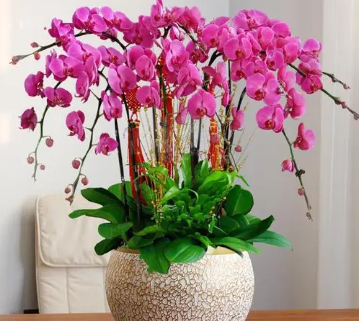 蝴蝶兰花喜水吗 属于喜水植物吗