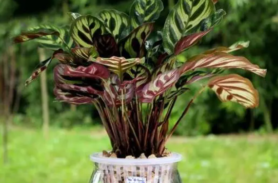 孔雀竹芋喜水吗 属于喜水植物吗