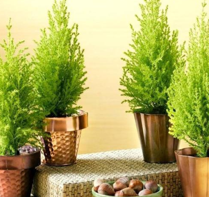 香松喜水吗 属于喜水植物吗