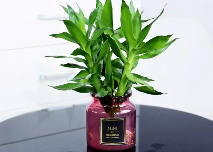 开运竹水培好还是土培好