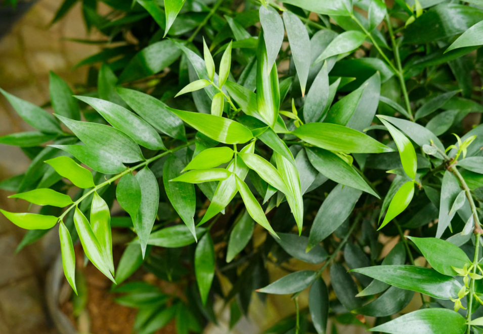 竹柏喜水吗 属于喜水植物吗