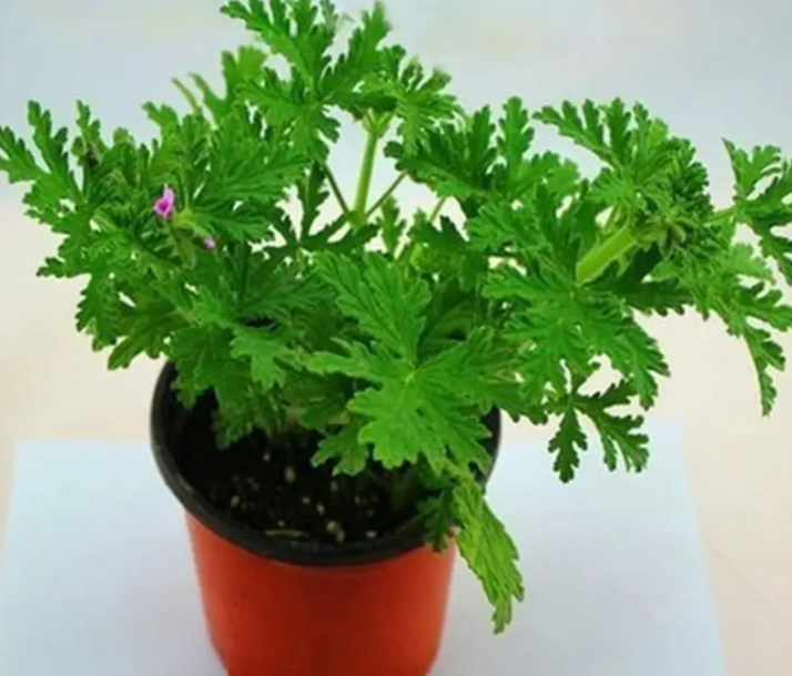 驱蚊草喜水吗 属于喜水植物吗